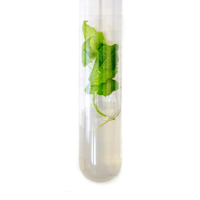 Plant matter inside a test tube